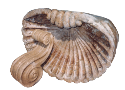 Noce Travertine Shell Carving